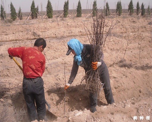 枣树苗是怎么种的? 枣树苗是怎么种的?