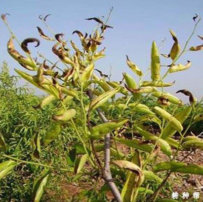 枣树焦叶病怎么防治？附图片