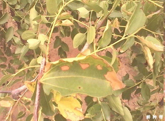 枣树焦叶病怎么防治？附图片