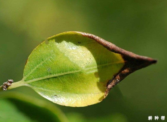 枣树焦叶病怎么防治？附图片