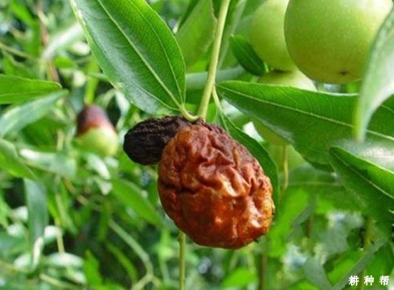 枣树缩果病怎么防治?附图片 枣树缩果病怎么防治?附图片