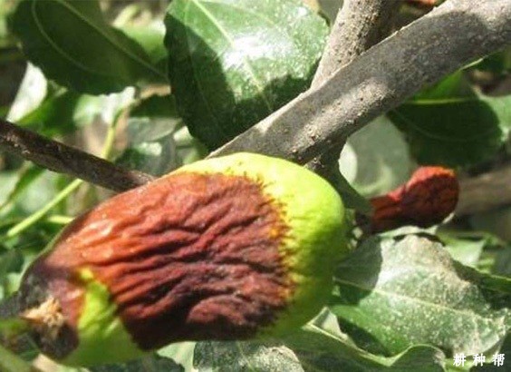 枣树缩果病怎么防治?附图片 枣树缩果病怎么防治?附图片