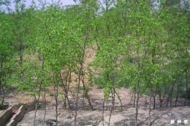 枣树苗如何选? 枣树苗如何选?