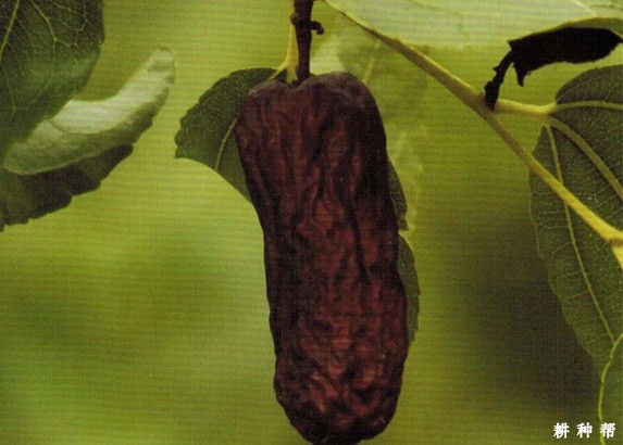 枣树缩果病怎么防治?附图片 枣树缩果病怎么防治?附图片