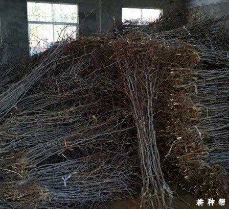 枣树苗如何选? 枣树苗如何选?