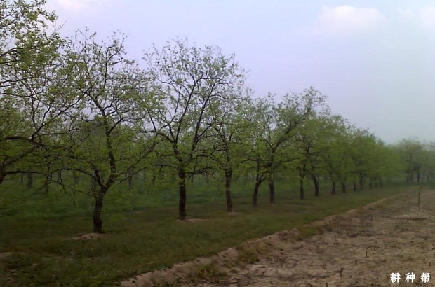 枣树一亩地可以种植多少棵？