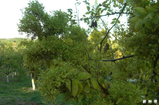 枣树疯病怎么防治？附图片