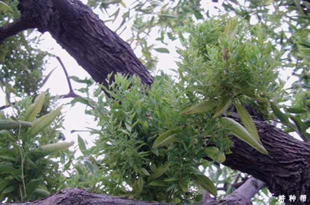 枣树疯病怎么防治？附图片