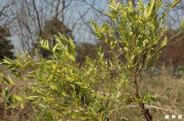 枣树疯病怎么防治？附图片