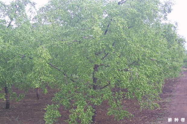 枣树的生长环境是什么样？