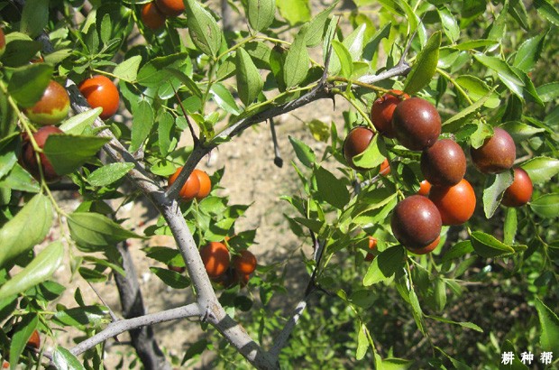 枣树的生长环境是什么样？