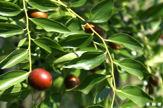 枣树的生长环境是什么样？