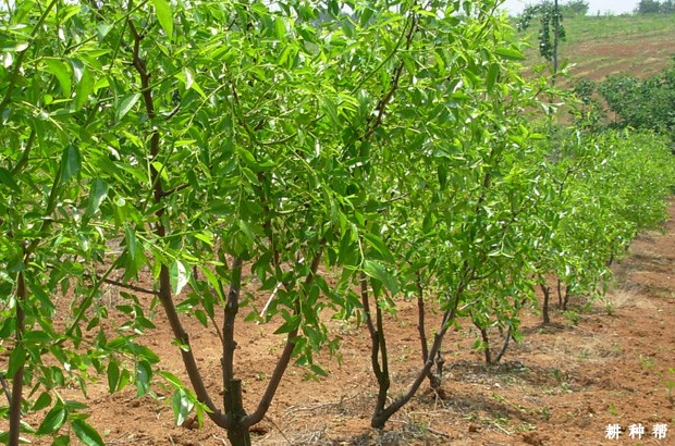 枣树的生长环境是什么样？