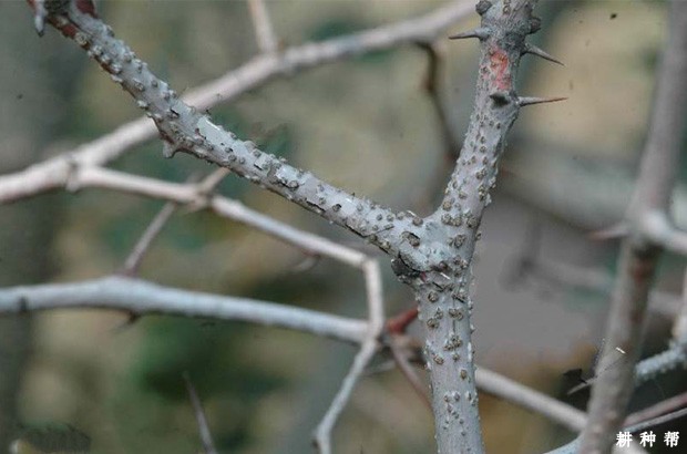 枣树腐烂病怎么防治？附图片