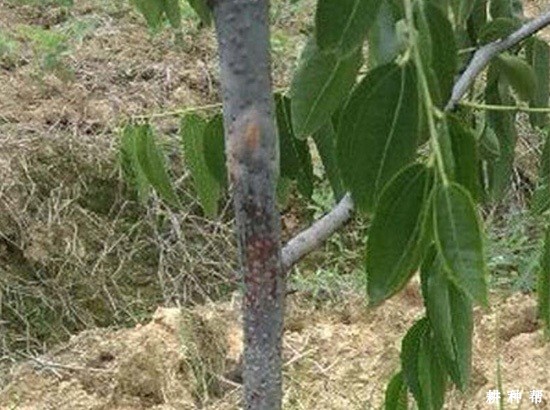 枣树腐烂病怎么防治？附图片