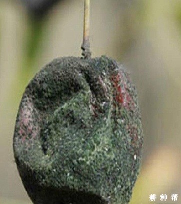 枣果青霉病怎么防治？附图片