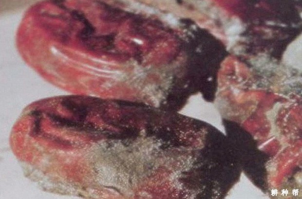 枣果青霉病怎么防治？附图片