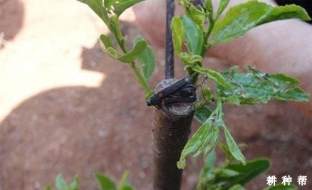 枣树怎么防治枣粘虫？附图片