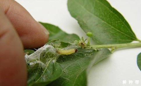 枣树怎么防治枣粘虫？附图片