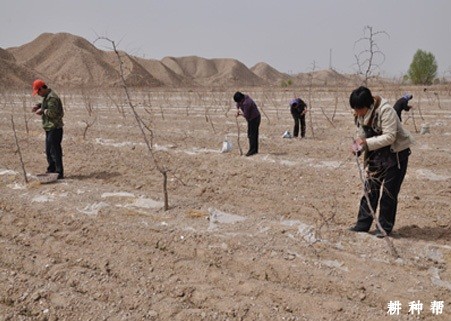 枣树高接换头怎么操作? 枣树高接换头怎么操作?