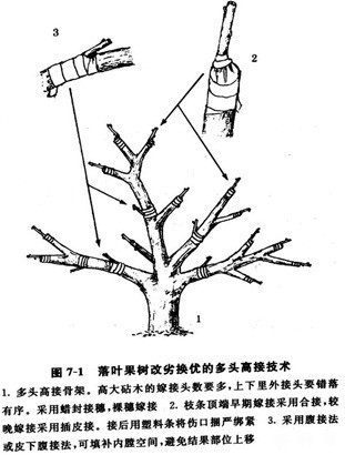 枣树高接换头怎么操作? 枣树高接换头怎么操作?