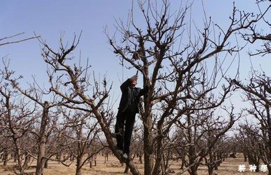 枣树高接换头怎么操作? 枣树高接换头怎么操作?