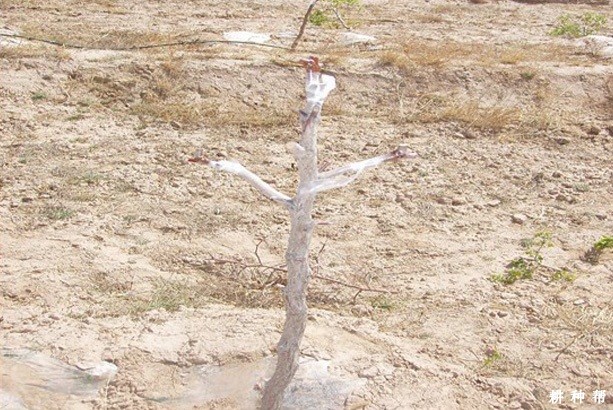 枣树高接换头怎么操作? 枣树高接换头怎么操作?