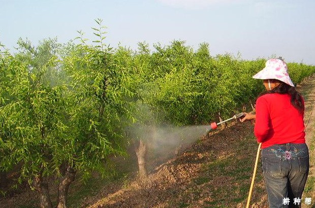 枣树如何喷施植物生长调节剂和微量元素？