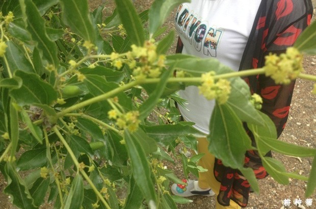 枣树落花落果的原因是什么？