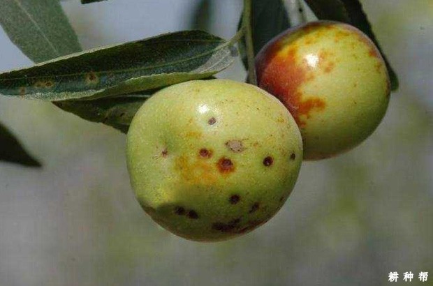 枣树落花落果的原因是什么？