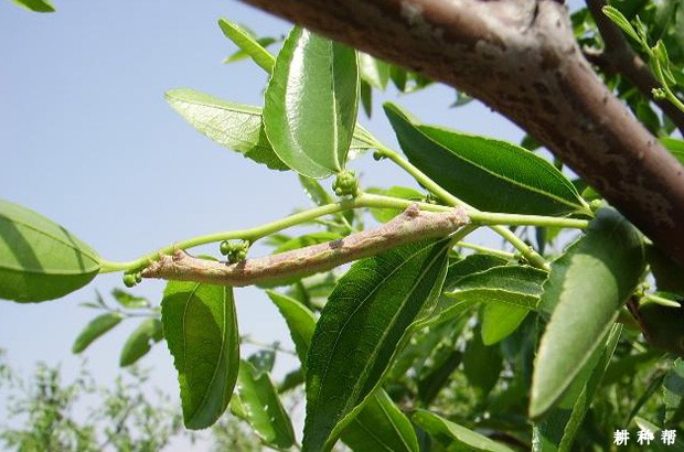 枣树如何防治枣尺蠖？附图片