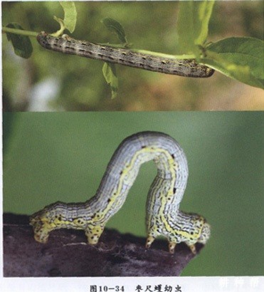 枣树如何防治枣尺蠖？附图片