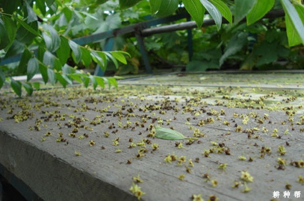 枣树落花落果的原因是什么？