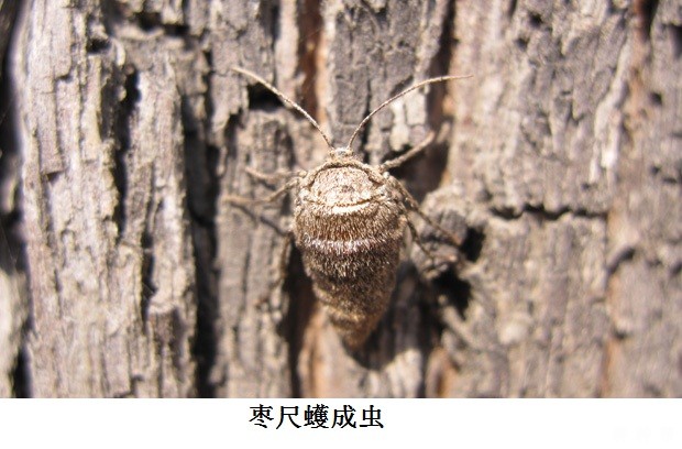 枣树如何防治枣尺蠖？附图片