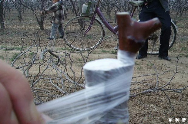 如何提高枣树嫁接成活率？