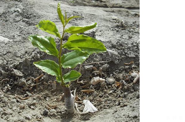 如何提高枣树嫁接成活率？