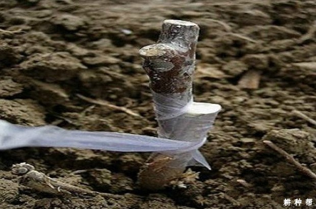 如何提高枣树嫁接成活率？