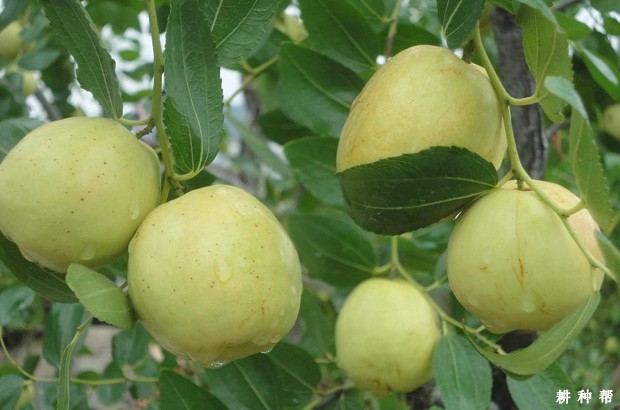 枣树怎么浇水好？