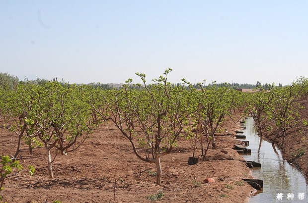 枣树怎么浇水好？