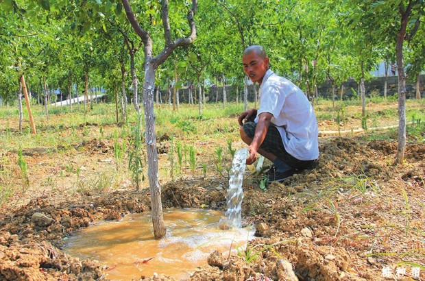 枣树怎么浇水好？