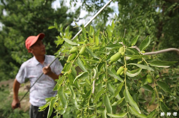 结果枣树如何修剪？