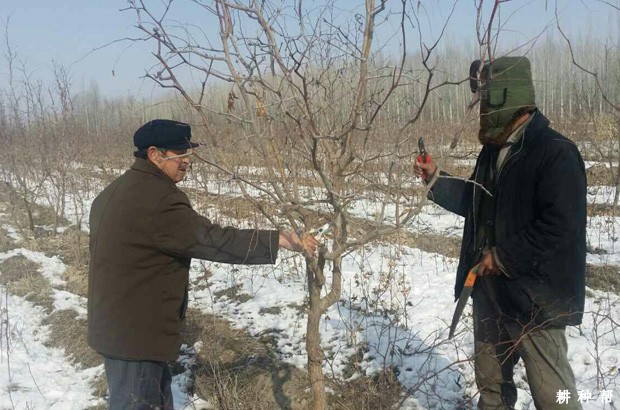 结果枣树如何修剪？