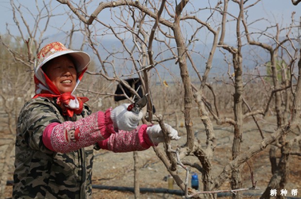 结果枣树如何修剪？