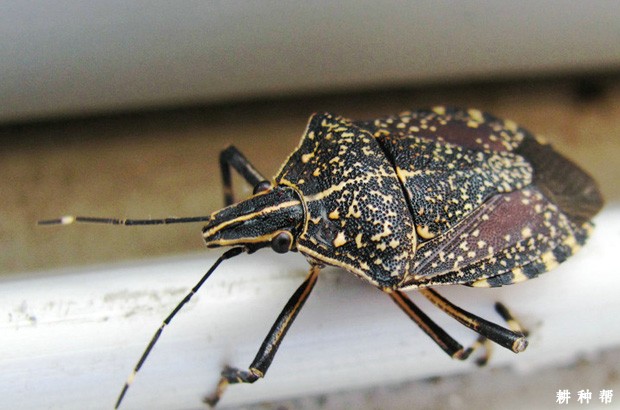 枣树黄斑蝽如何防治？附图片