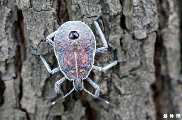 枣树黄斑蝽如何防治？附图片