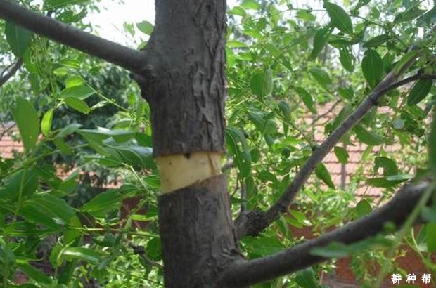 冬枣如何提高坐果率？