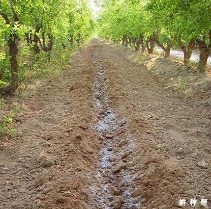 冬枣如何提高坐果率？