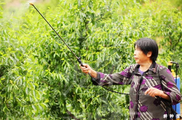 冬枣如何提高坐果率？