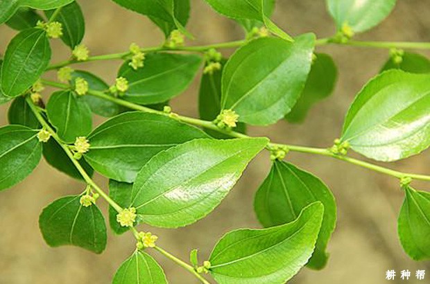 冬枣如何提高坐果率？