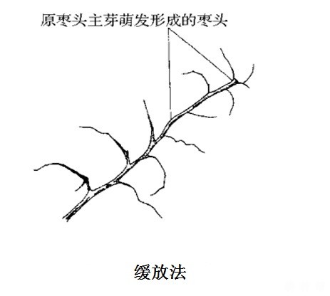 枣树怎么修剪？